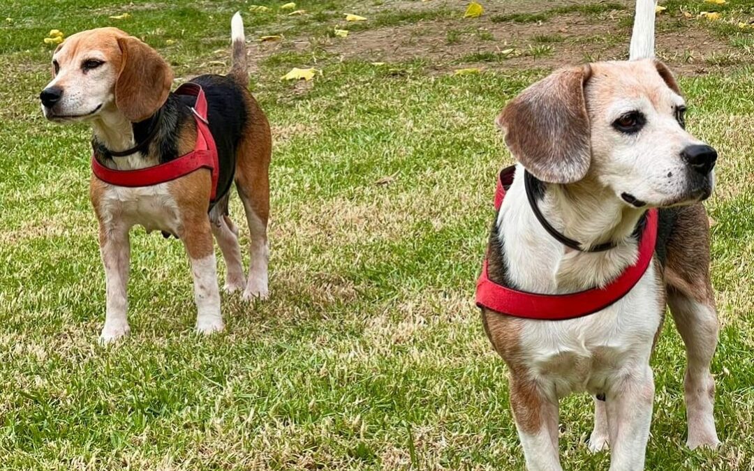 Linda e Luna