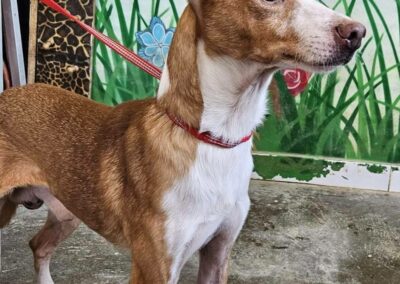 Adozione podenco taglia piccola: Kaiser, un cagnolino dolce e buono