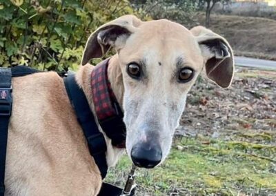 🌟 Megan, una galga speciale in cerca di una vera casa 🌟